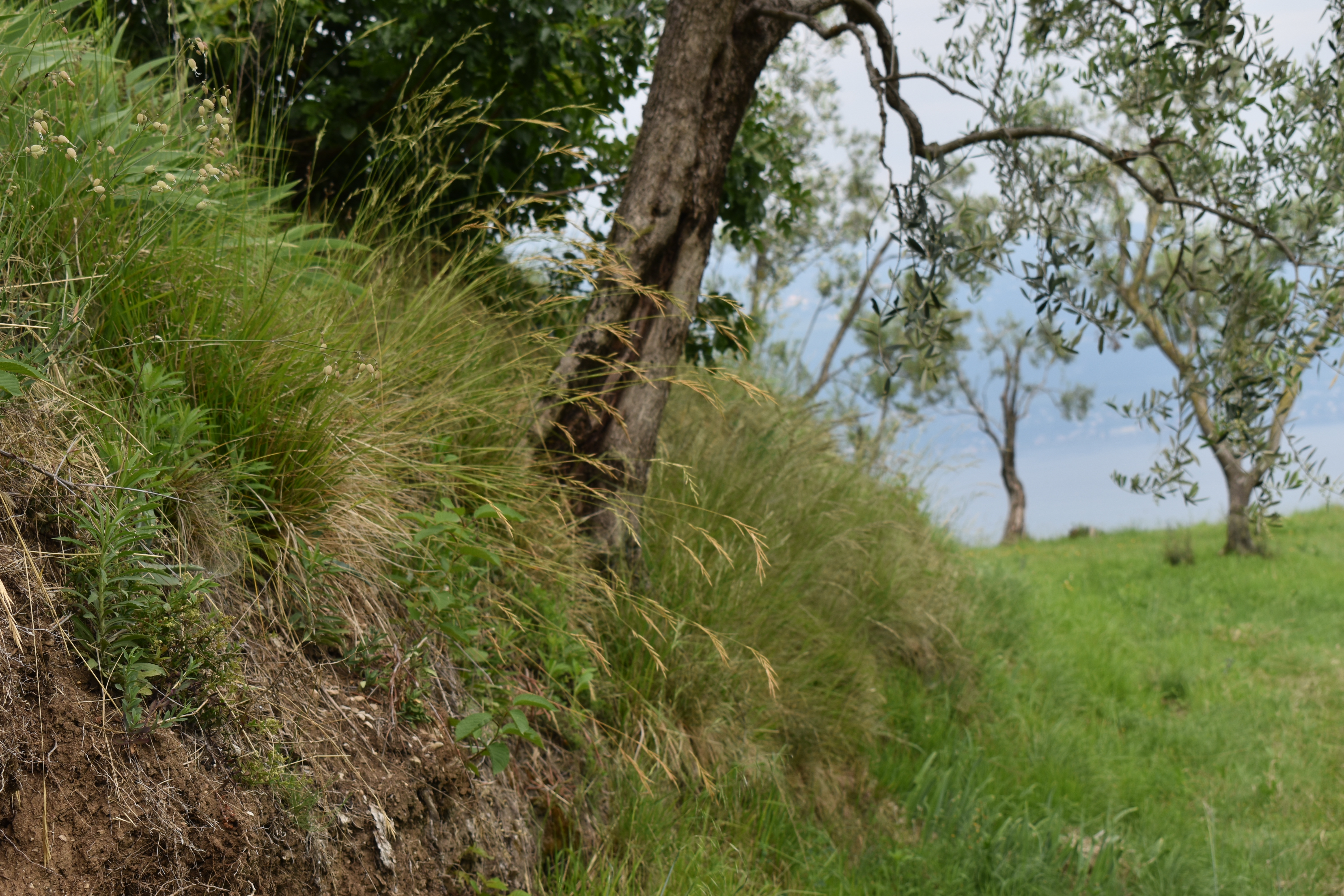 Ulivi di Toscolano Maderno